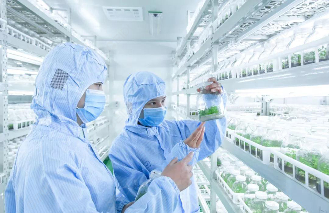 植物組培室設計的基本布局有哪些?植物組培室的基本布局有什么?